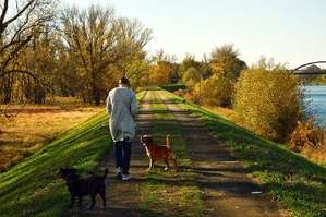 Koerperliche-Aktivitaet-Frau-geht-mit-Hunden-Spazieren